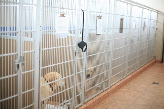Pet boarding in Tulsa, OK at Woodland West Animal Hospital