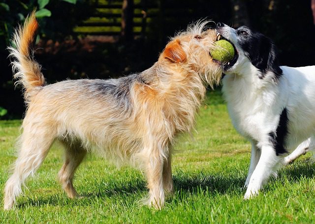 Pet diabetes care at Woodland West Animal Hospital in Tulsa, OK