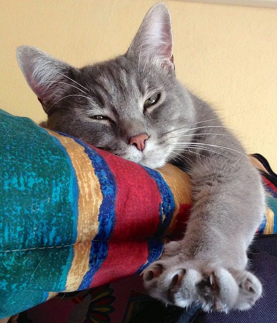 Cat weight management at Woodland West Animal Hospital in Tulsa, OK