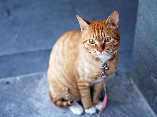 Senior cat with kidney disease treated at Woodland West Animal Hospital in Tulsa, OK