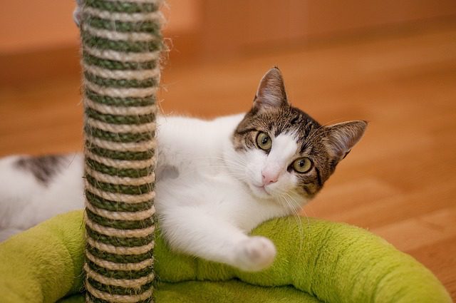 Pet insurance information at Woodland West Animal Hospital in Tulsa, OK
