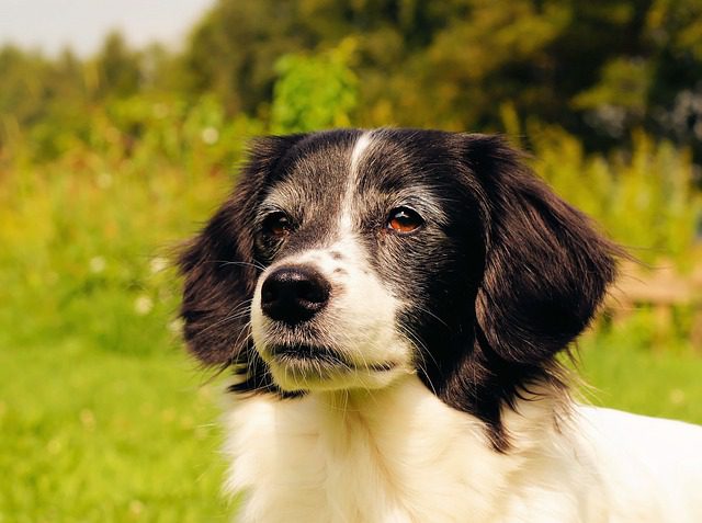 Pet dental disease treatment at Woodland West Animal Hospital in Tulsa, OK