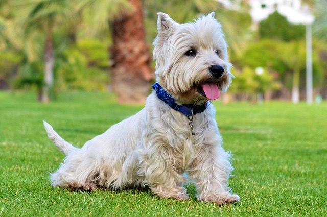 Senior dog with arthritis cared for at Woodland West Animal Hospital in Tulsa, OK