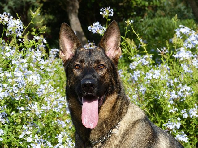 Dog ear infection treatment at Woodland West Animal Hospital in Tulsa, OK