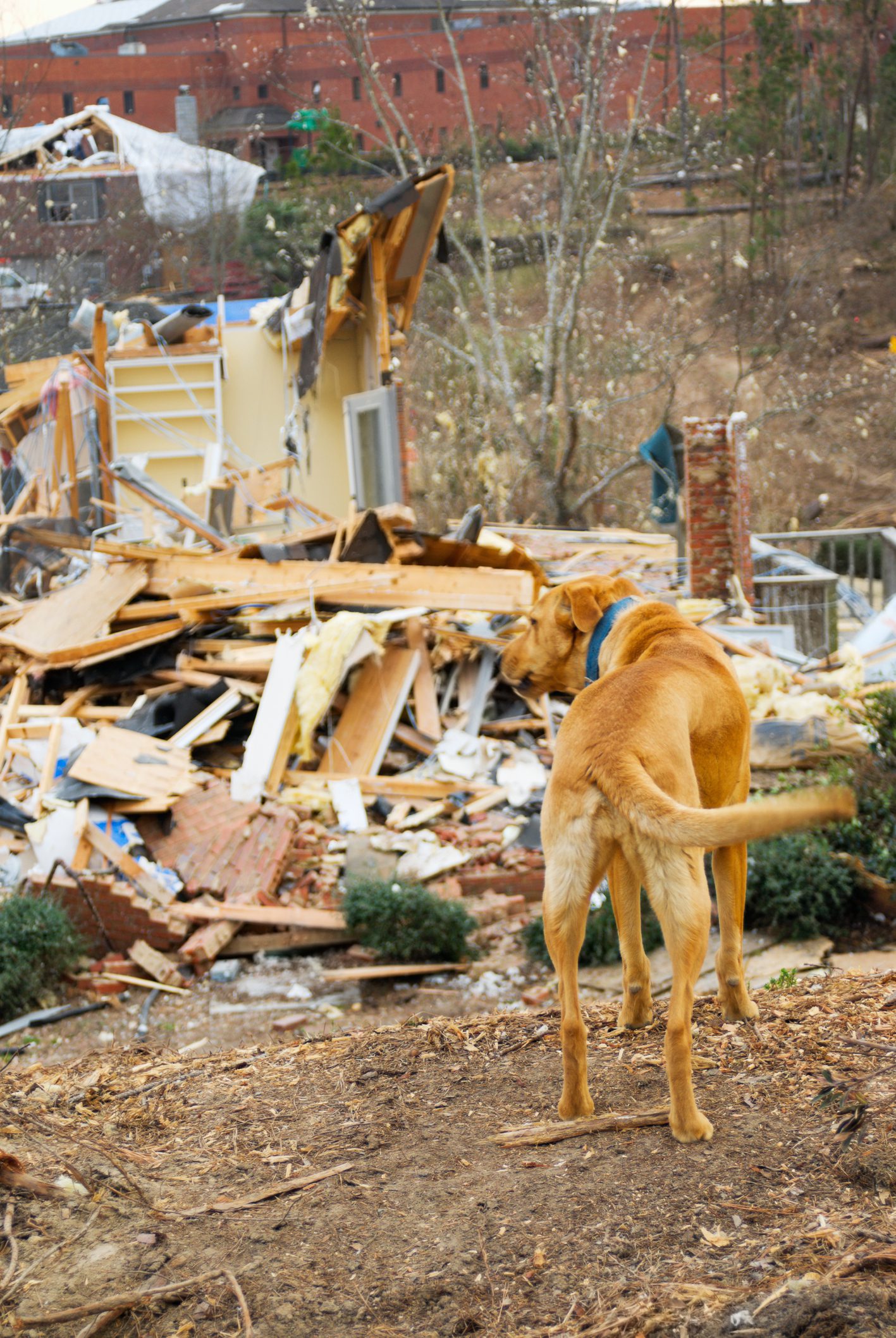 Pet disaster preparedness tips from Woodland West Animal Hospital in Tulsa, OK