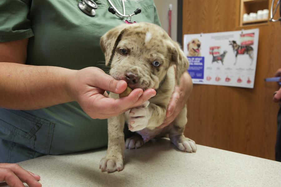 Puppy and Kitten Care - Woodland West Animal Hospital