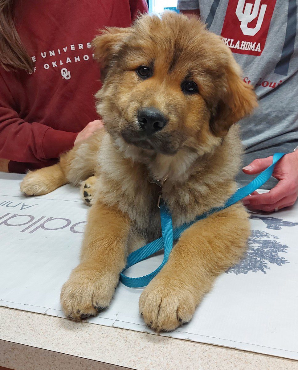 Beau, a vaccinated dog patient in Tulsa, OK