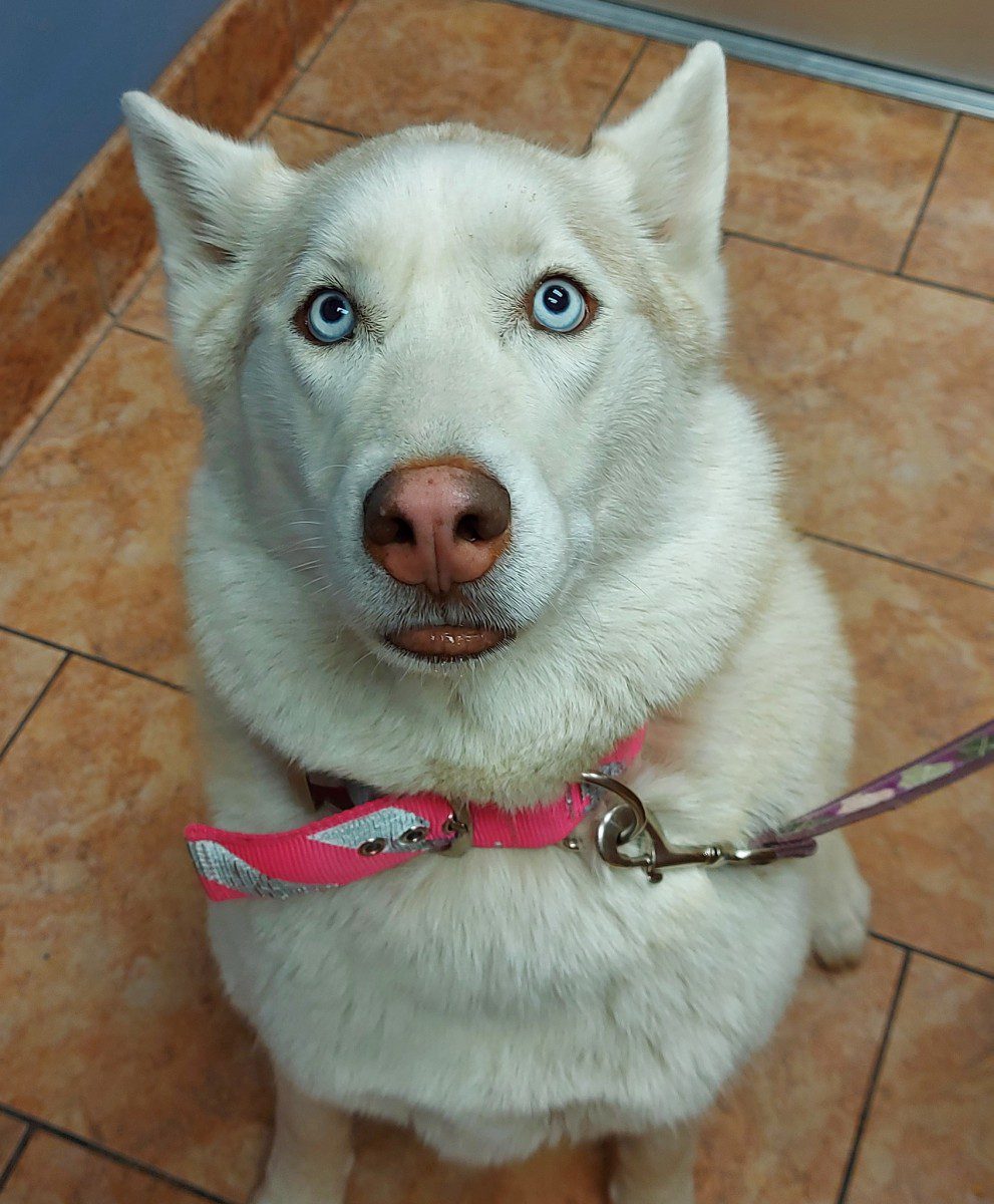 Akira, a microchipped dog patient in Tulsa, OK